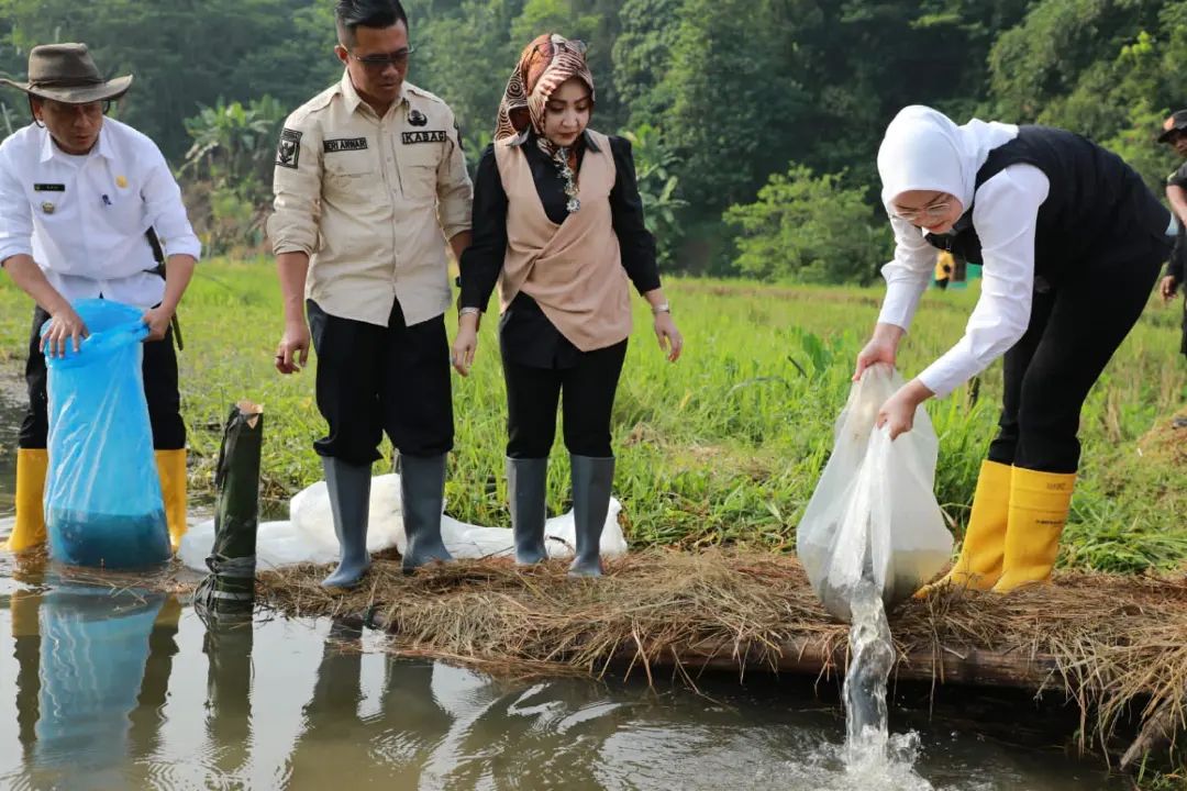 Penebaran Benih Ikan Nila Di Kampung Mekarsari Desa Citalang Kecamatan ...