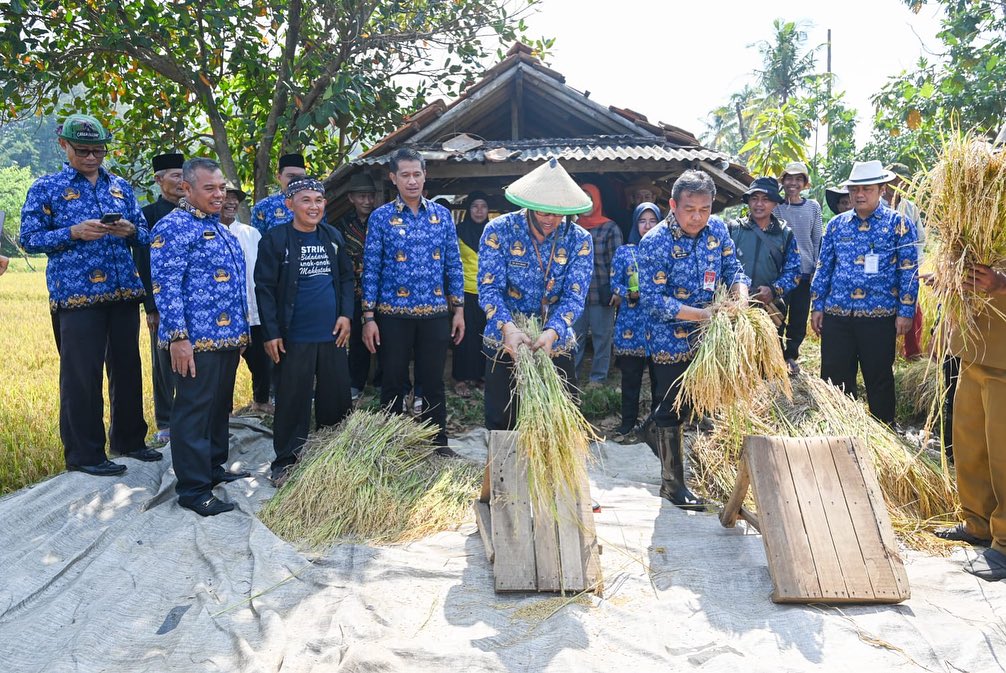 Panen Raya Padi Pada Musim Gadu (kemarau Atau Kering), Bertempat Di ...